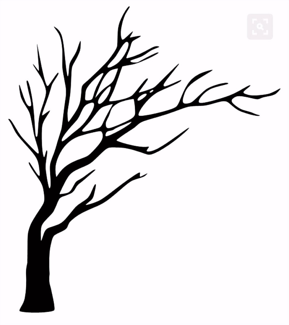 Ветка дерева без листьев