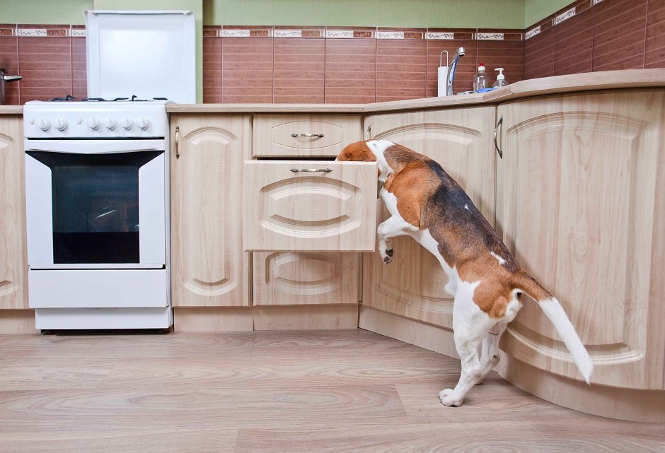 Собака на кухне