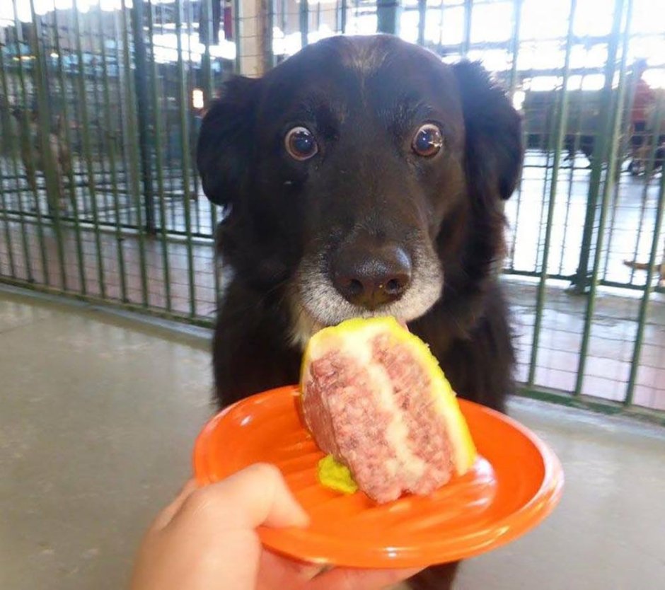 Собака ест торт