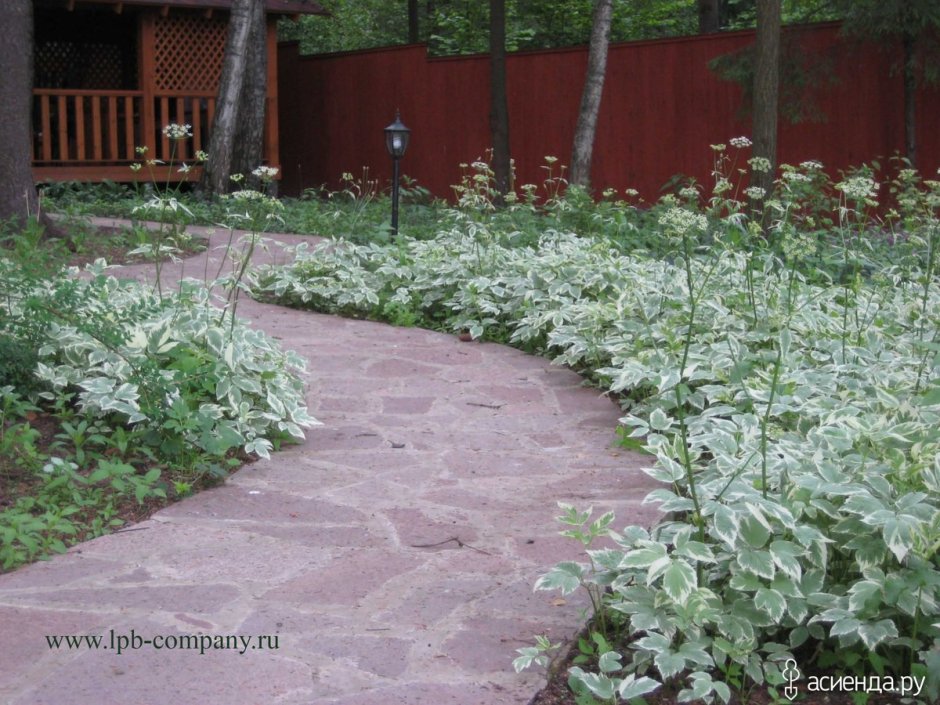 Сныть бордюрная