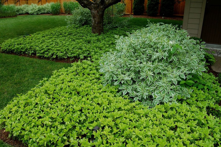 Пахизандра верхушечная Green Carpet