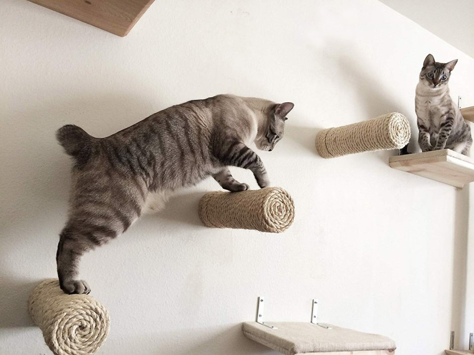 Лесенка для котов на стене