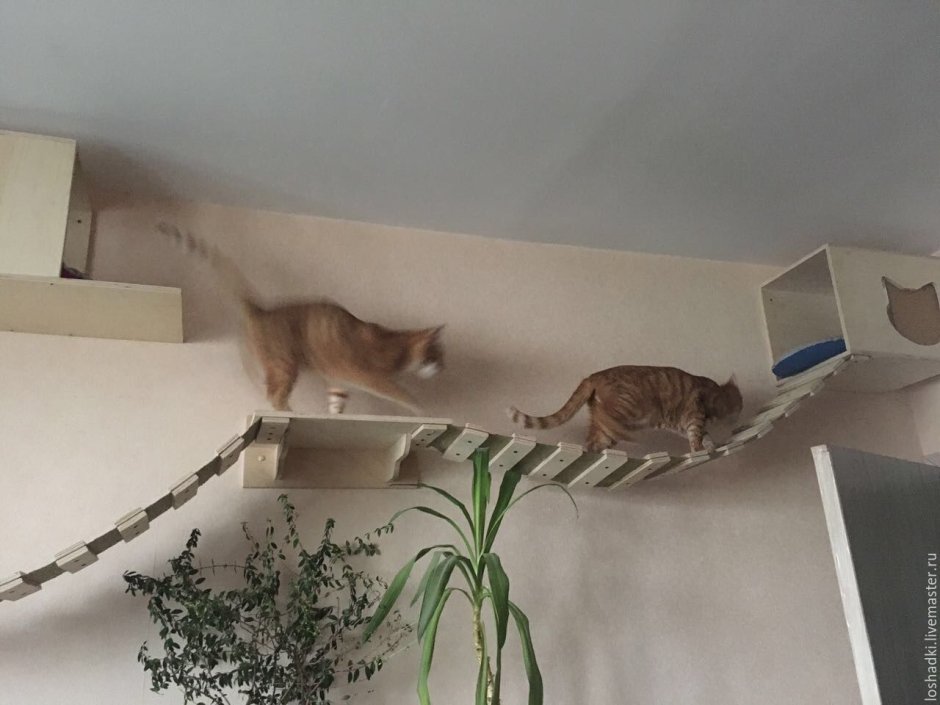 Лестница для кошек на стену