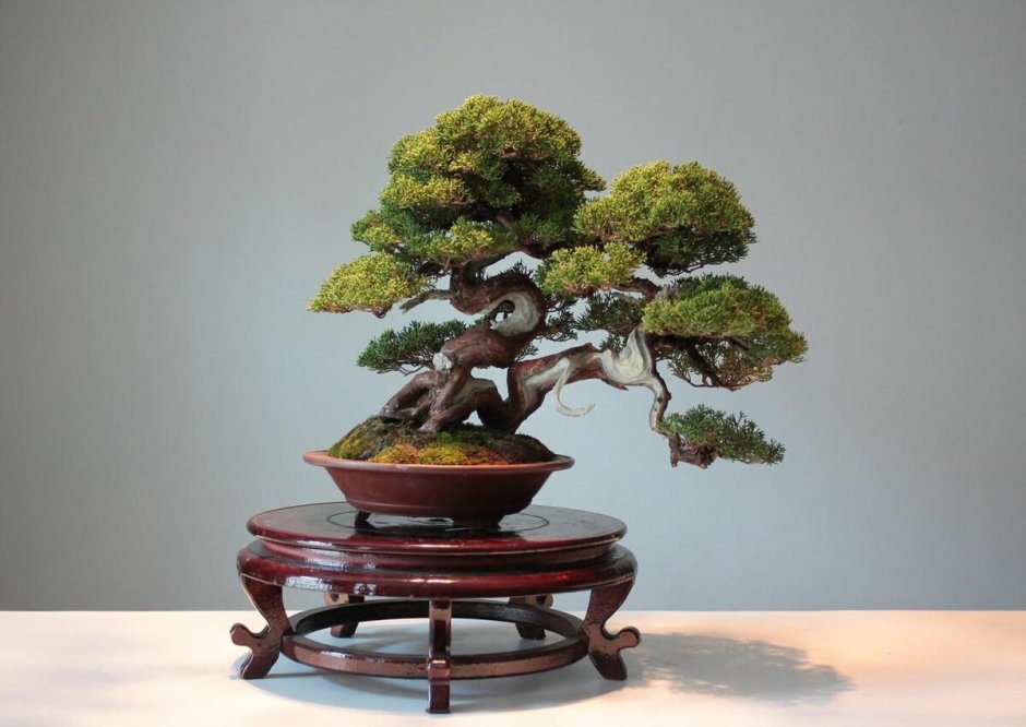 Японское дерево Банзай