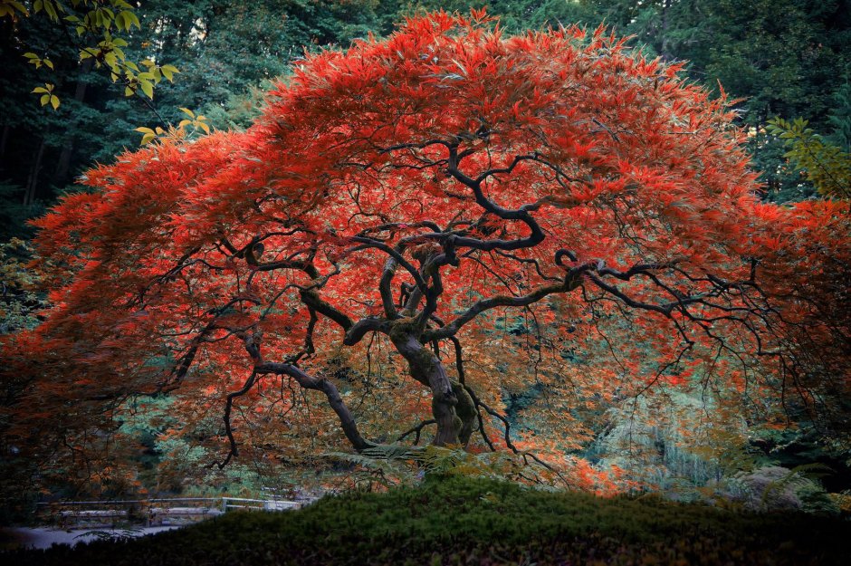 Японский клен дерево