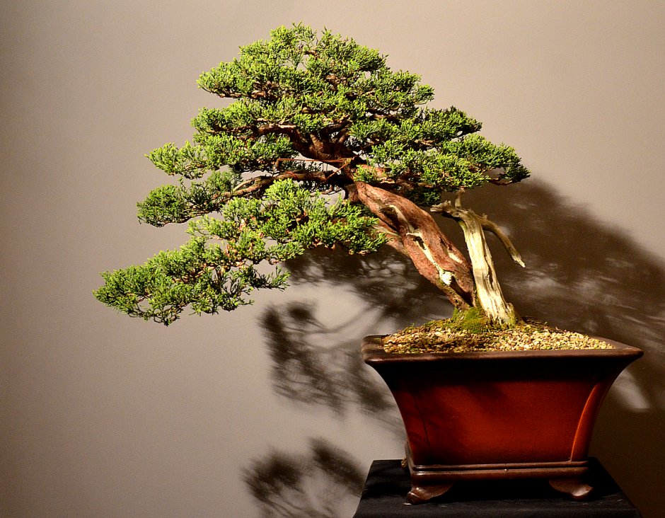 Китайский национальный бонсай дерево