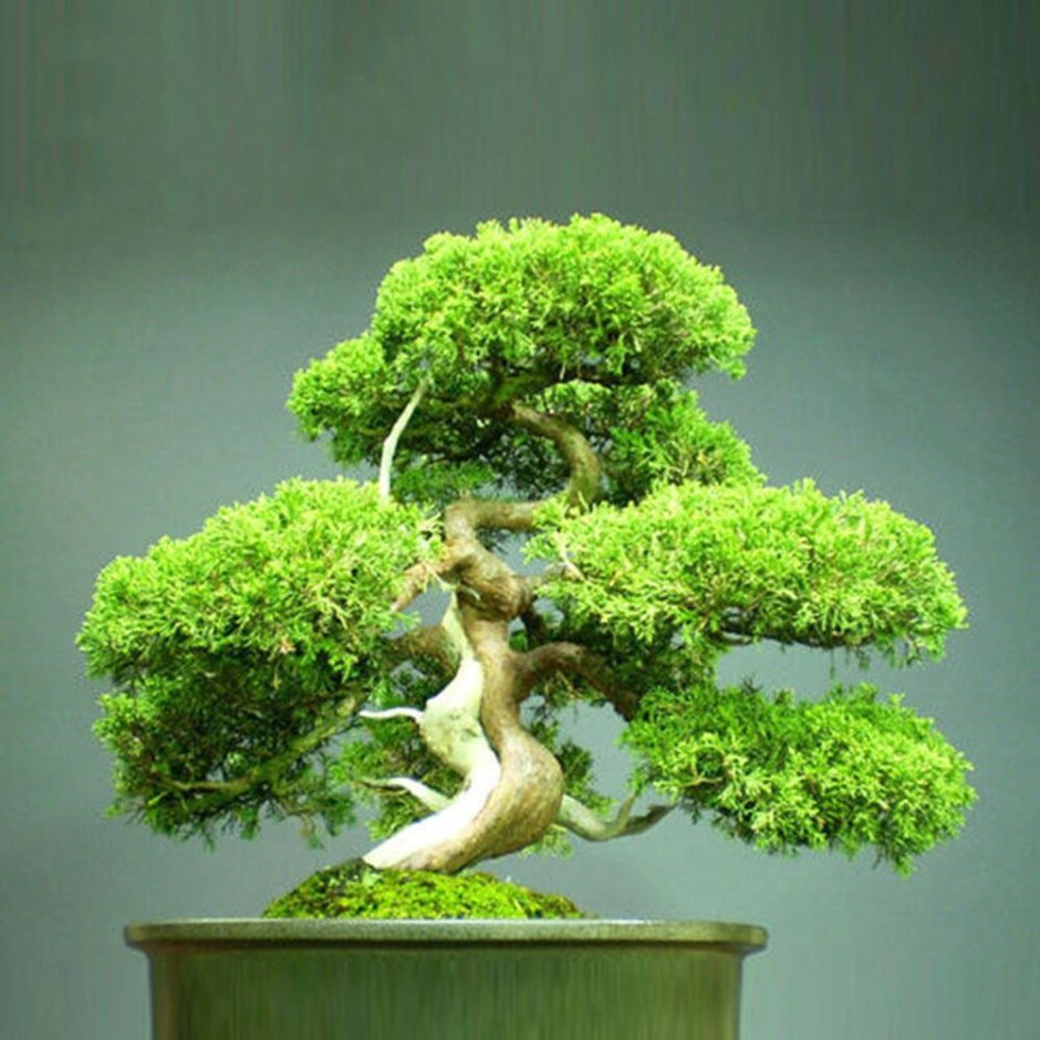 Pine Bonsai растение