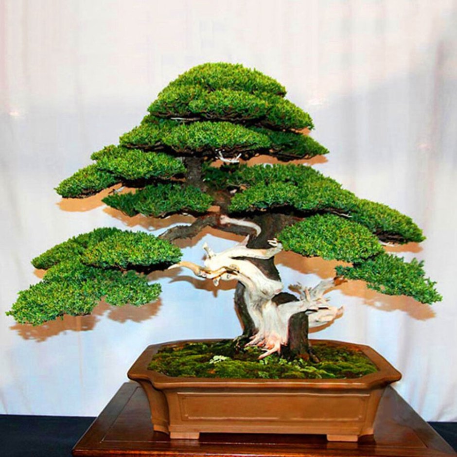 Банзай китайское дерево