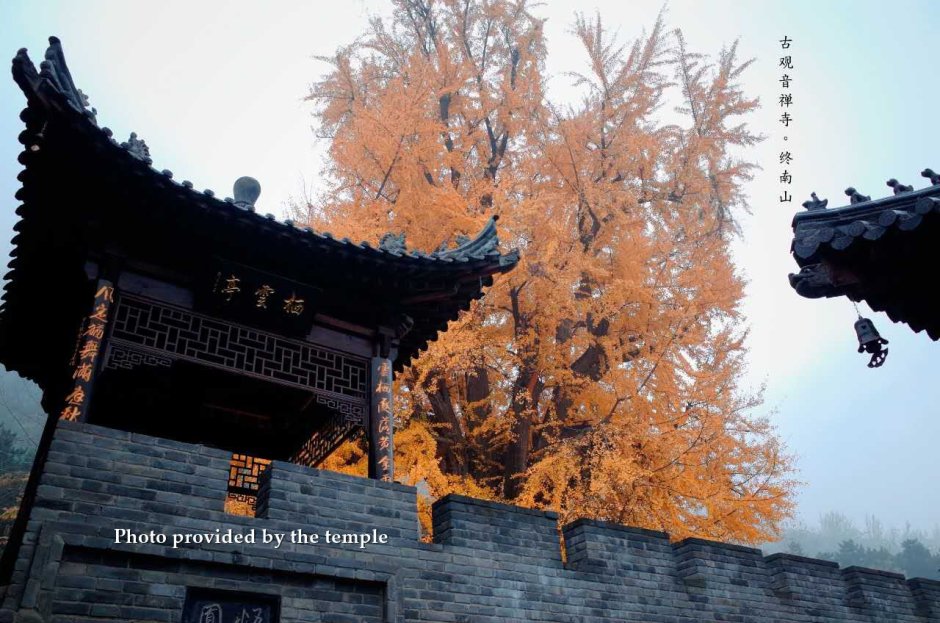 Золотое дерево гинкго Китай