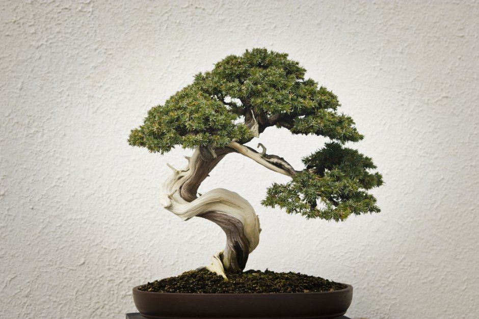 Bonsai дерево