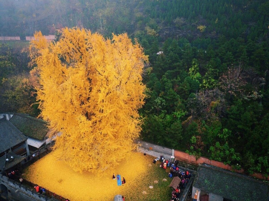 1400 Летнее дерево гинкго в Китае