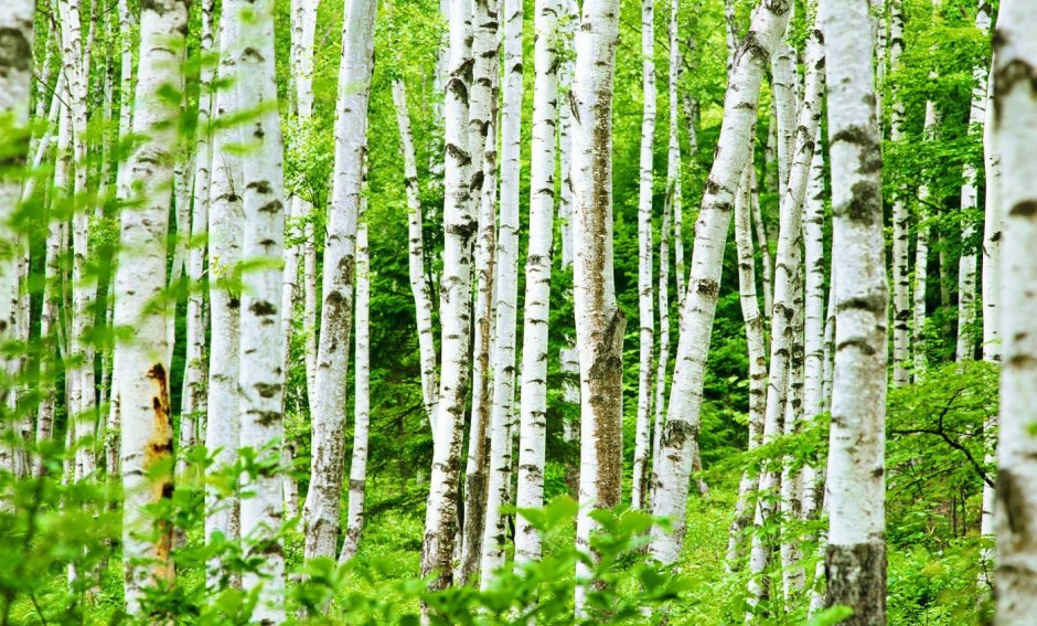 Мелколиственные леса России