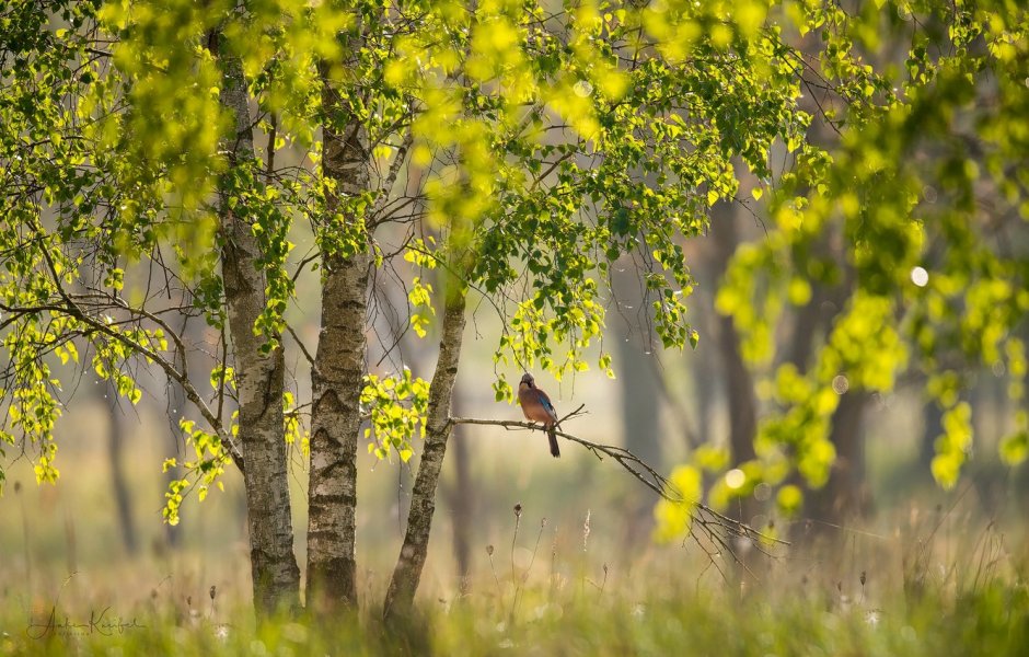 Птички в весеннем лесу