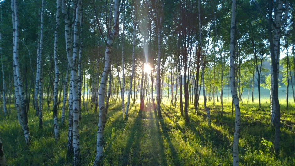Березовый лес Брянск