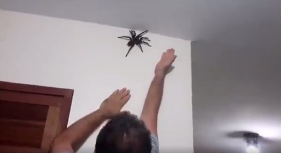 Огромный паук на потолке