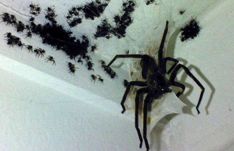 Тонкий паук на стене