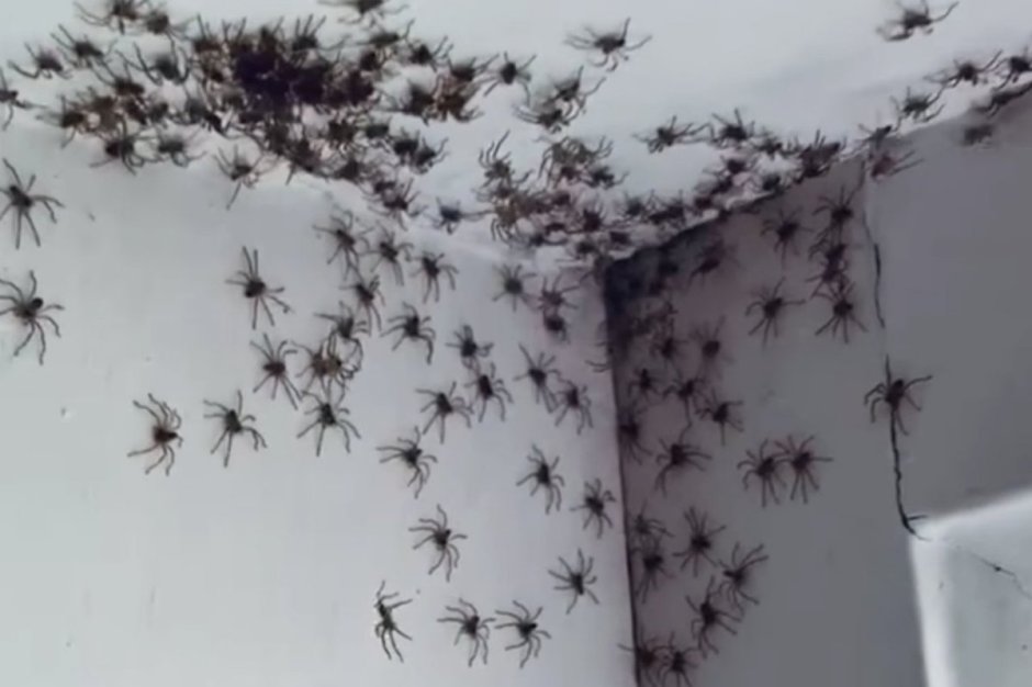 Огромный паук в ванной
