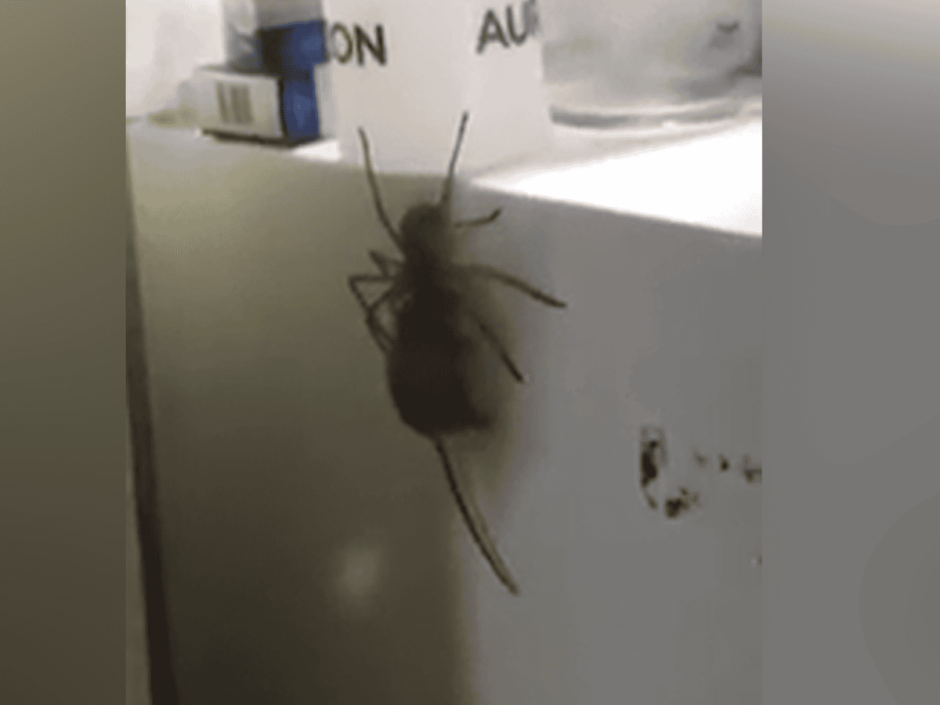 Большие пауки на дверях