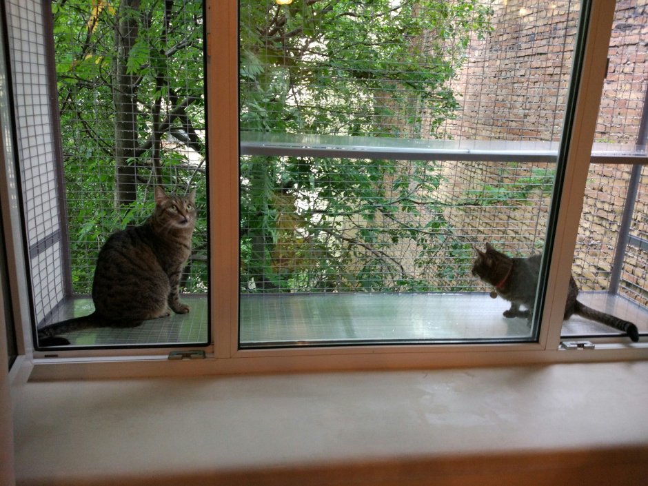 Балкон для кошек на окно
