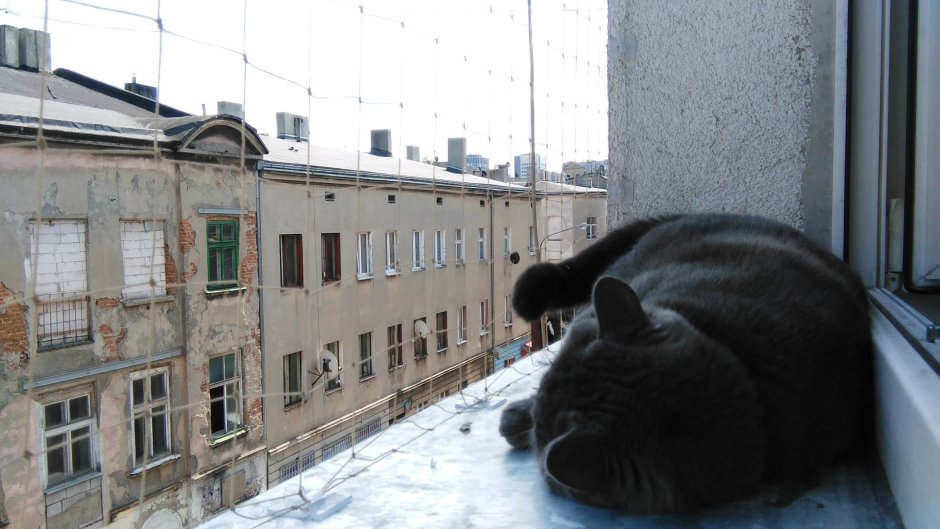 Балкончик для кошки на окно