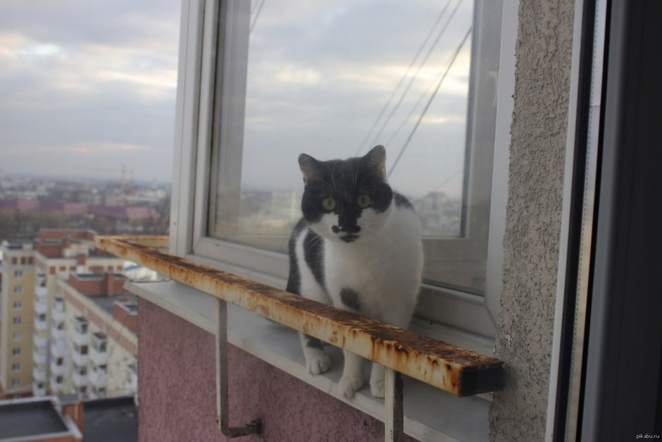 Кот сидит на балконе