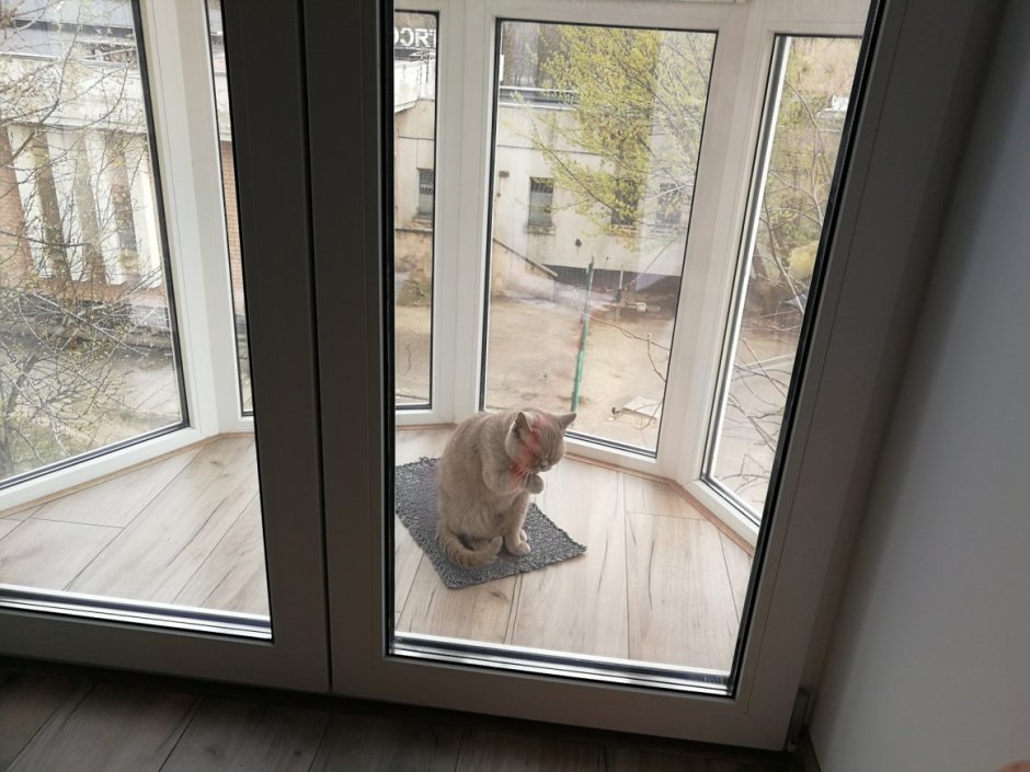 Кот лоджия