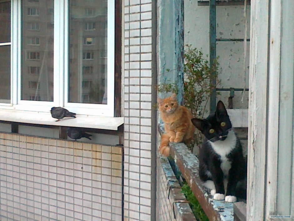Балкон для кошки