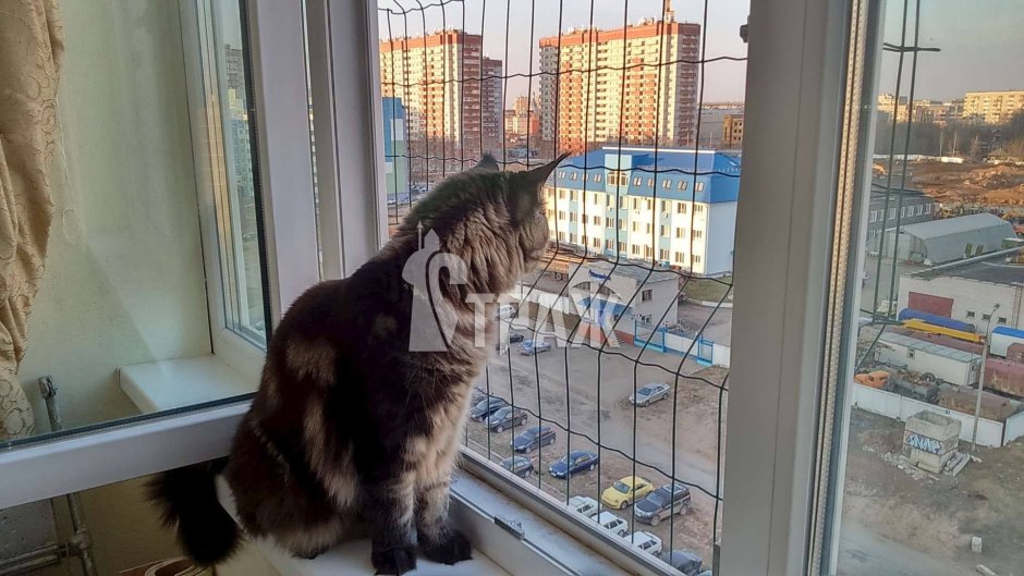 Сетка на окно для кошек