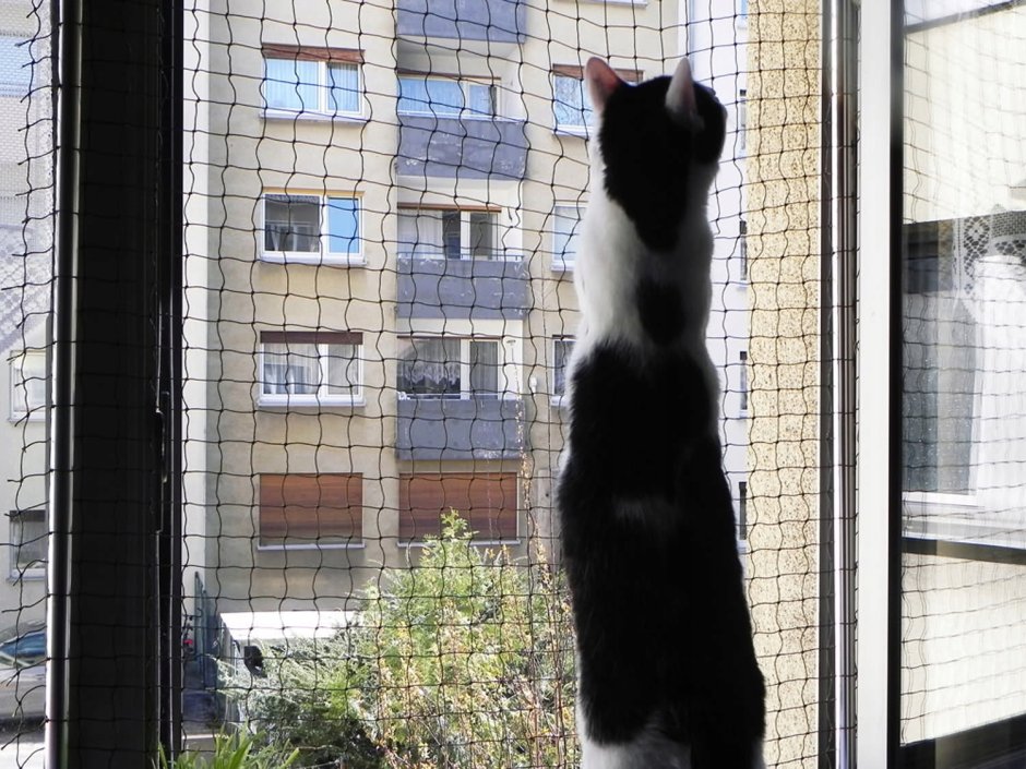 Балконная сетка для кота