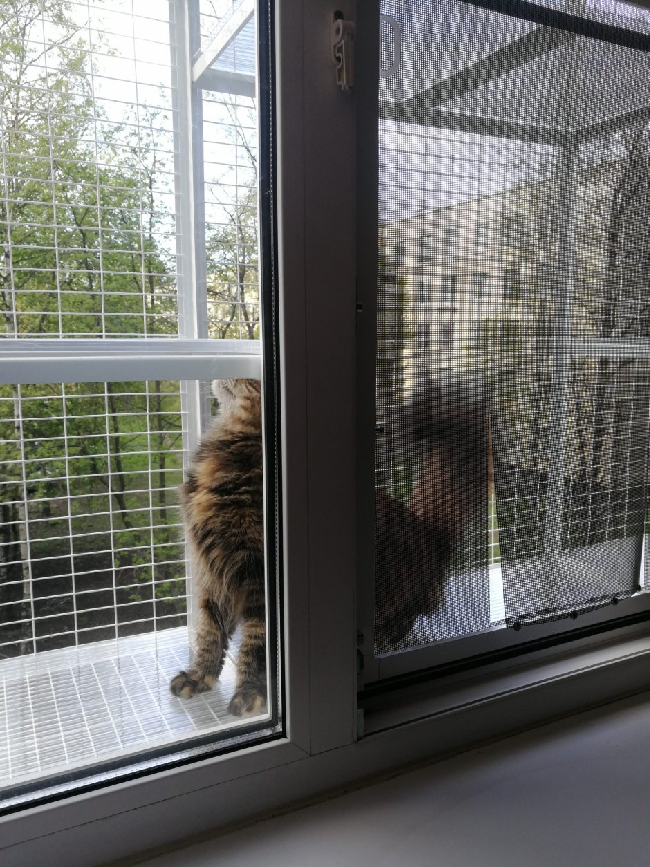 Кошачий балкончик на окно