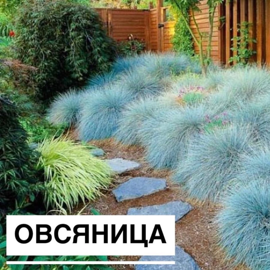 Овсяница сизая 'Lazurit