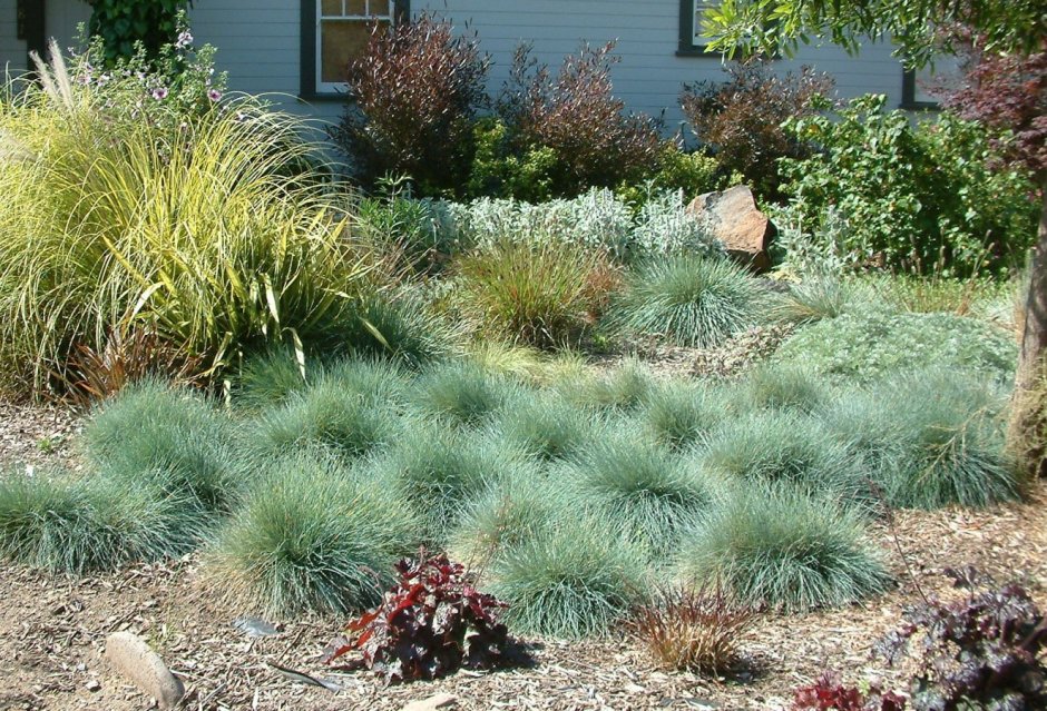 Овсяница голубая - Festuca cinerea