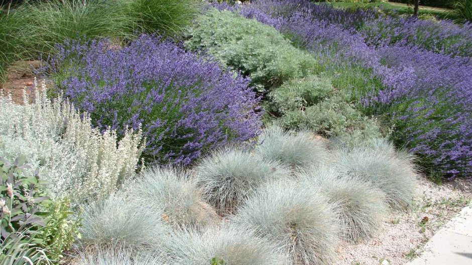 Овсяница Festuca glauca Azurit