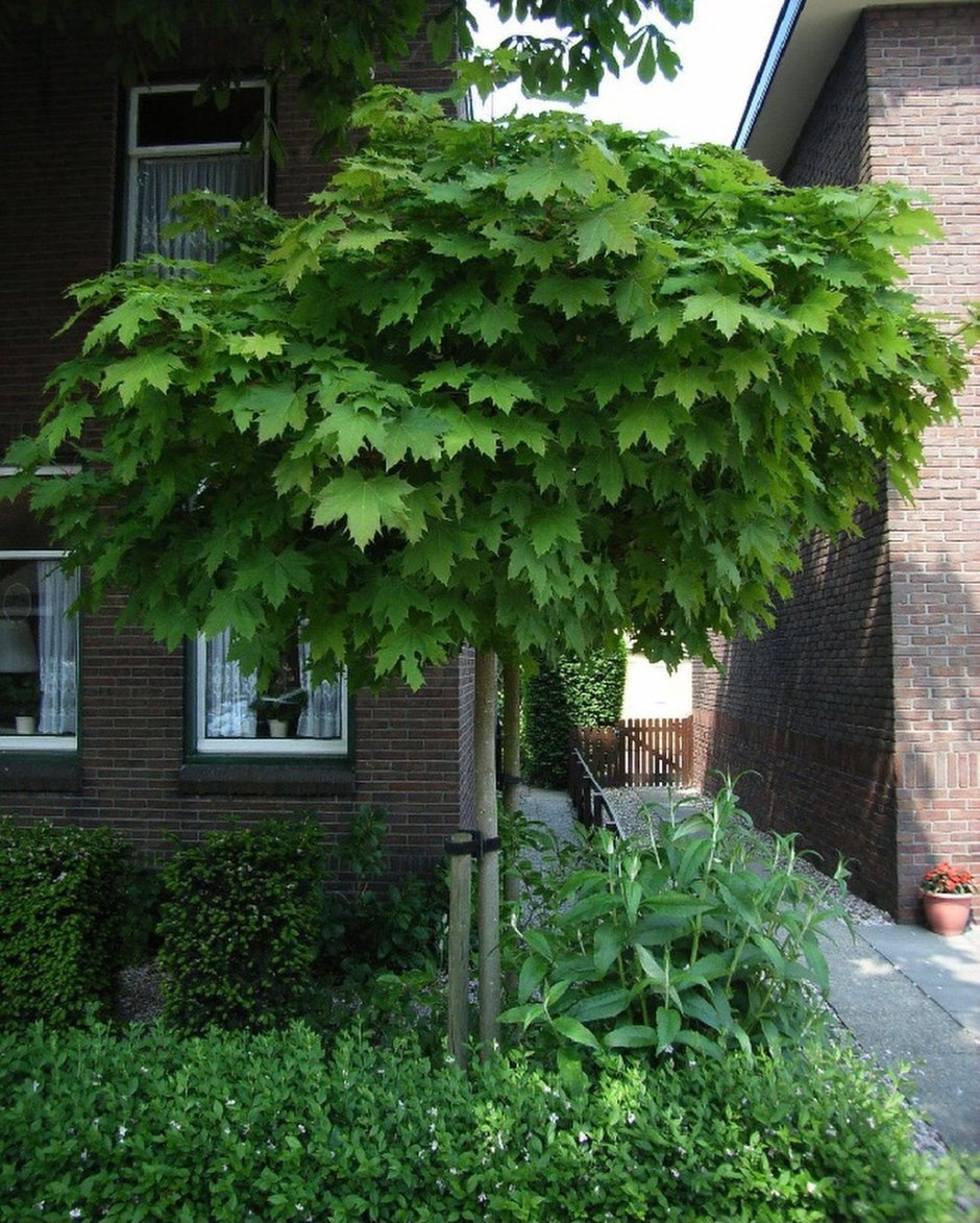 Acer Campestre Nanum