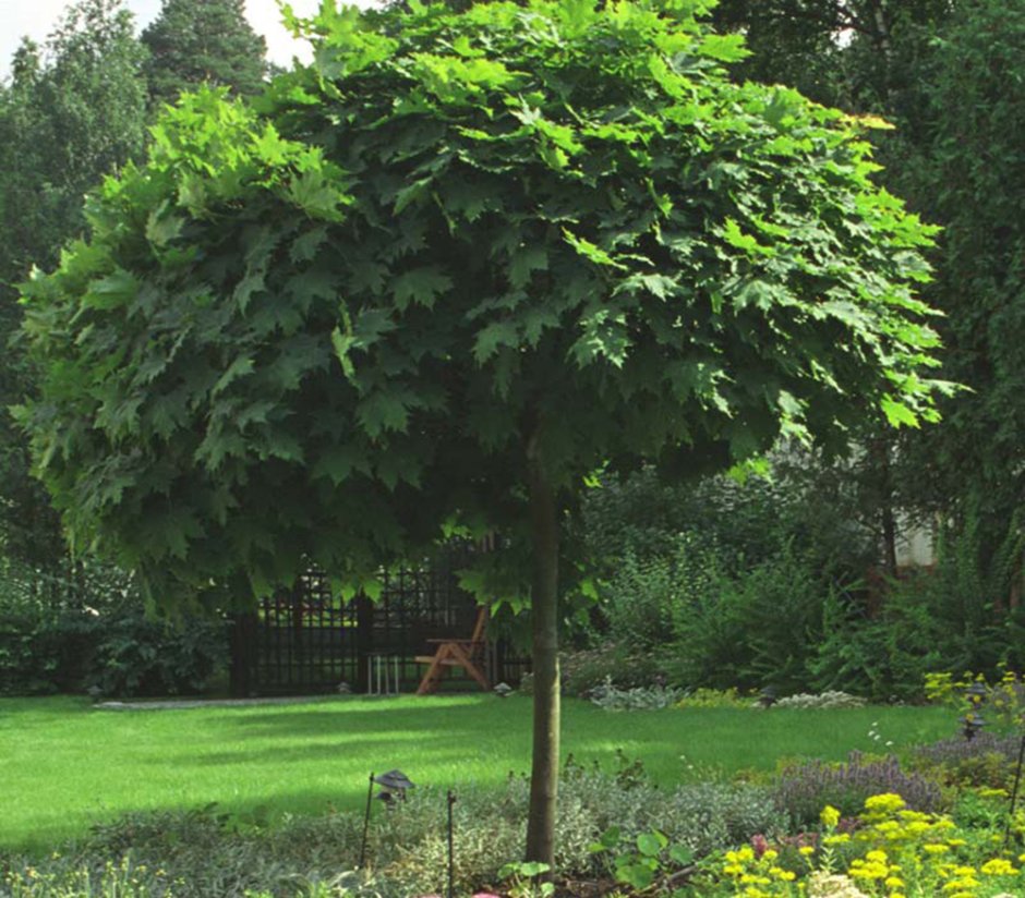 Клен остролистный (Acer platanoides)