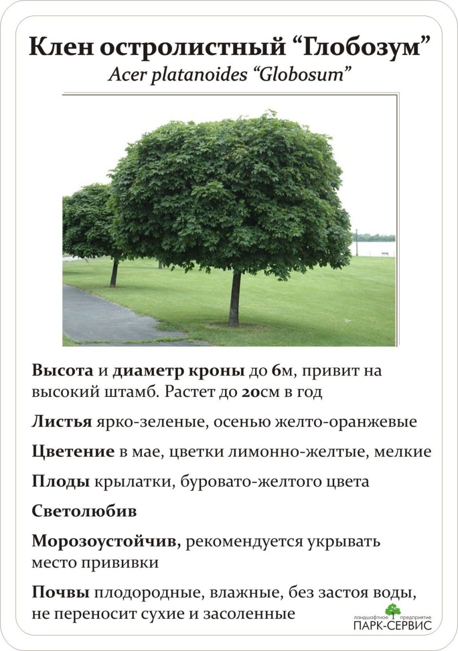 Клен остролистный высота и диаметр кроны