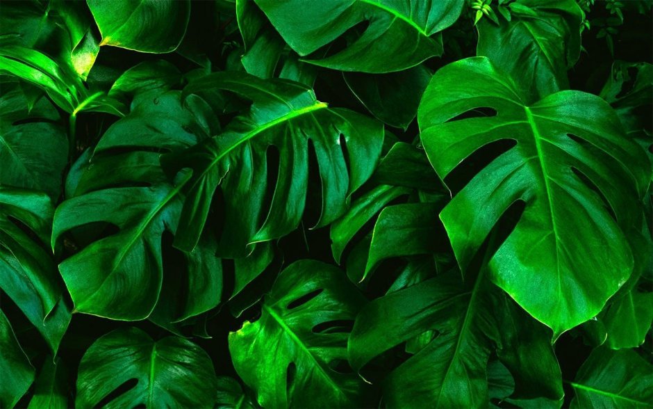 Афркска пальмовые листья