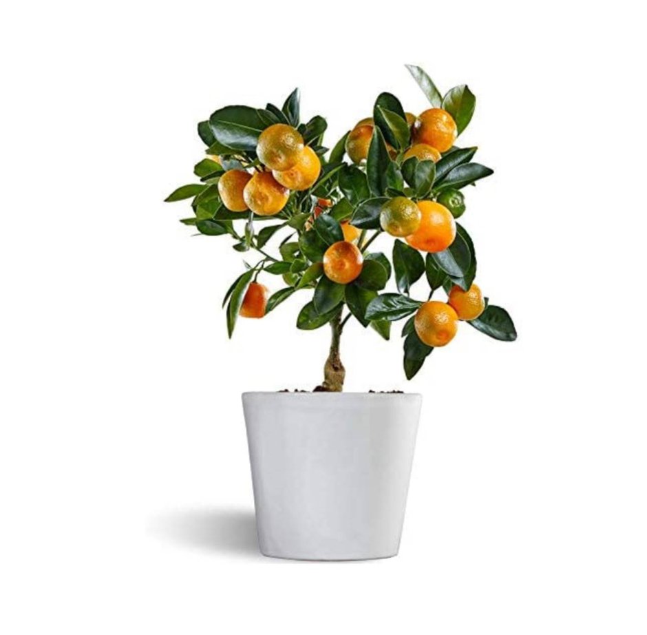Citrina Oriana Orange