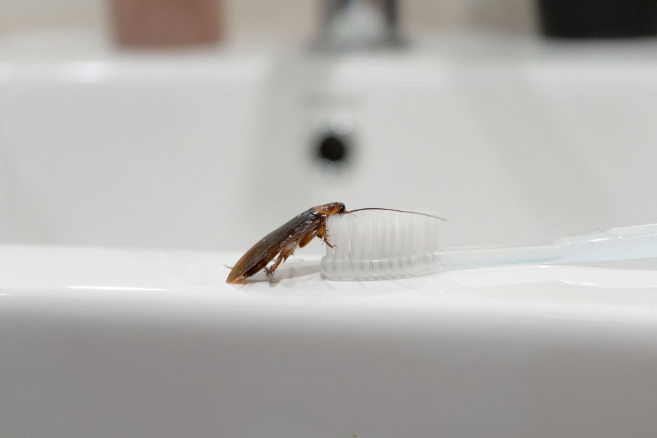Мелкие тараканы в ванной