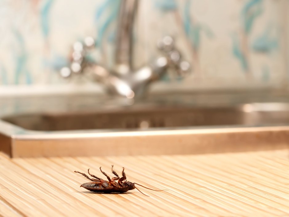 Травля тараканов на кухне