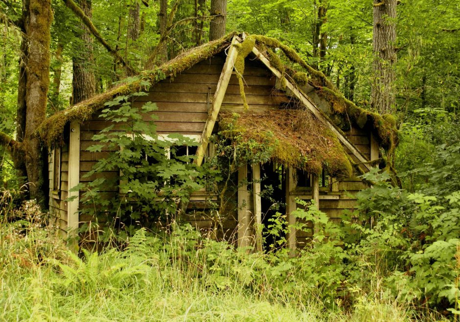 Загородный домик в лесу