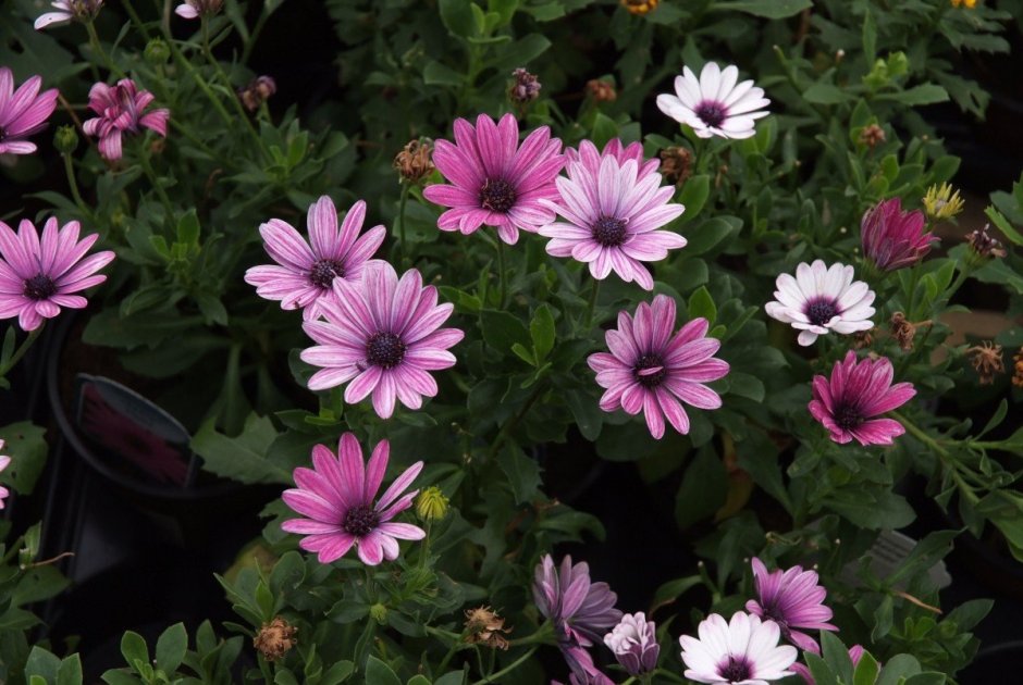 African Daisy Пинк