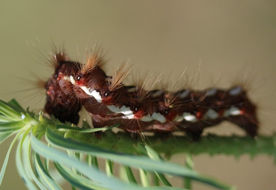 Caterpillar Larvae