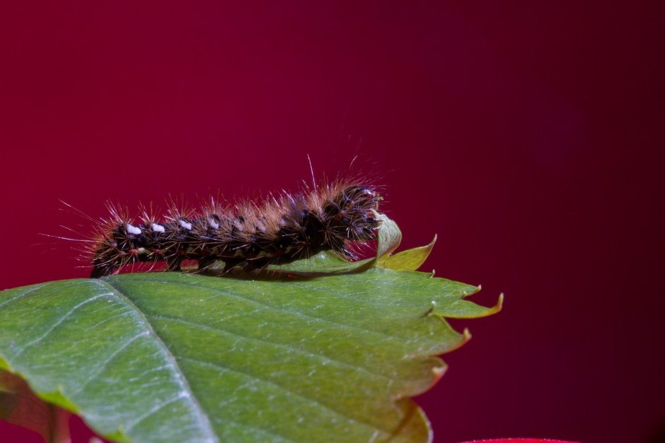 Коричневый Caterpillar гусеница