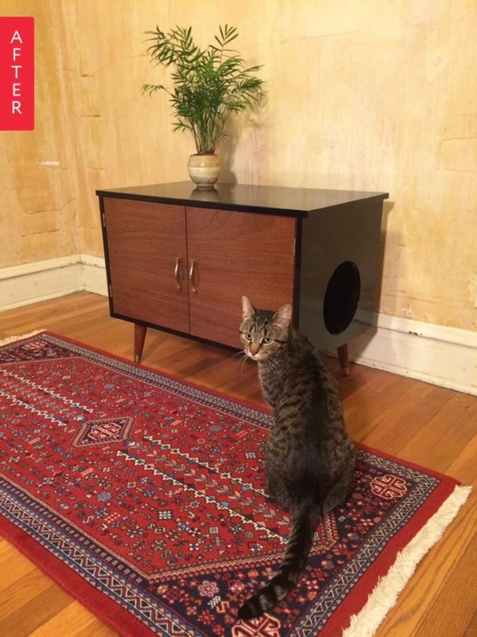 Кошачий лоток в коридоре