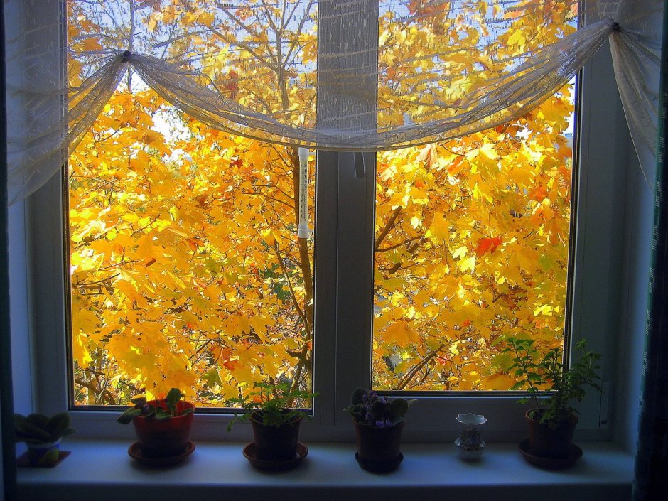 Вид из окна осень