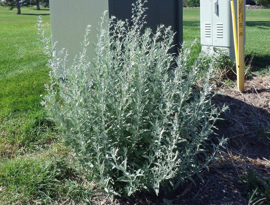 Полынь Сиверса Artemisia sieversiana Boughton Silver