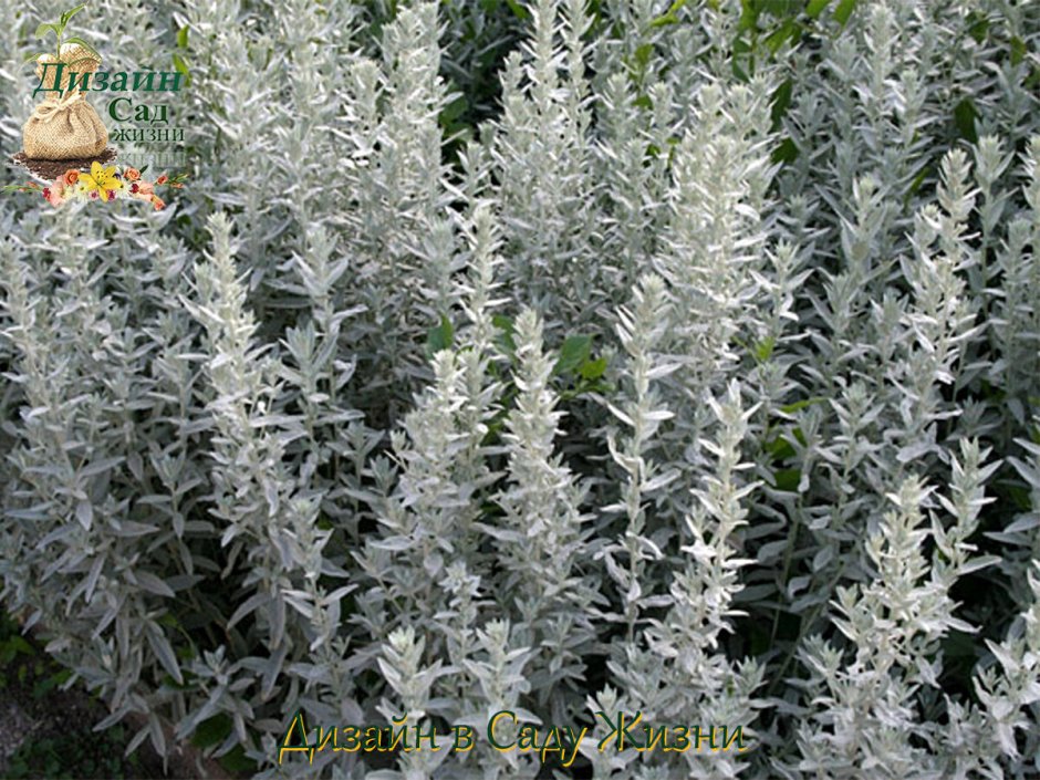 Полынь Шмидта Artemisia schmidtiana