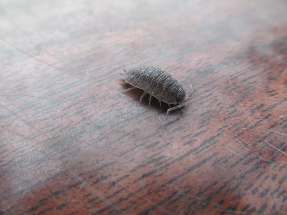 Постельный клоп Cimex lectularius (личинки, нимфы)