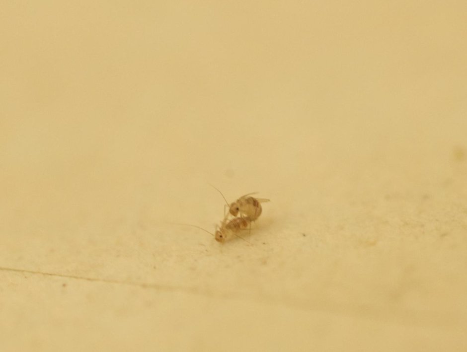 Hofmannophila pseudospretella